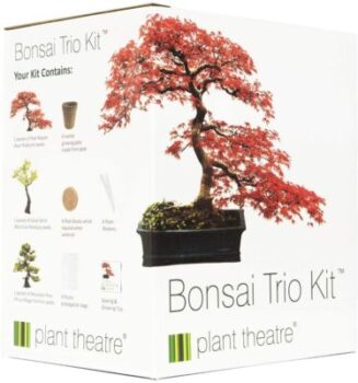 Plant Theatre Bonsai Trio - Kit of 3 bonsai trees 56