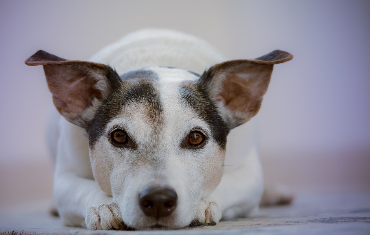 The best probiotics for dogs 9