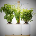 READY TO PUT / LILO - Self-contained indoor vegetable garden 12