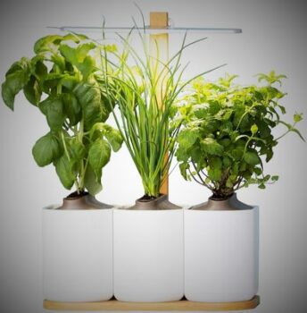 READY TO PUT / LILO - Self-contained indoor vegetable garden 8