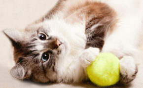 The best toys for cats 22