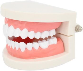 Dental demonstration model 11