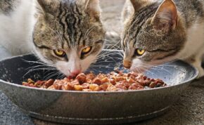 The best wet cat foods 16