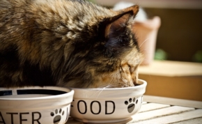 The best cat foods 17