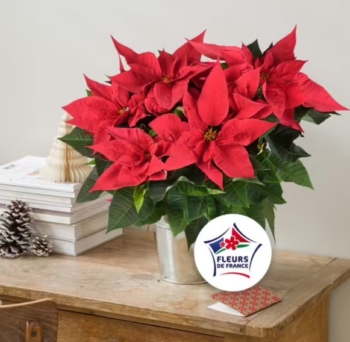 Poinsetta and her planter 66